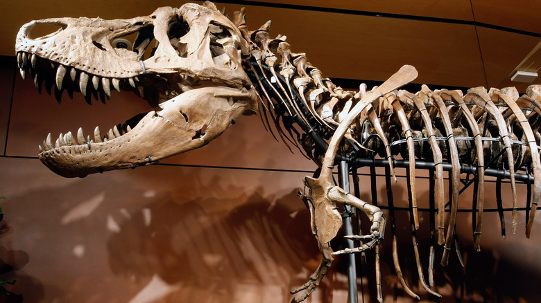 T. rex fossil chest and skull