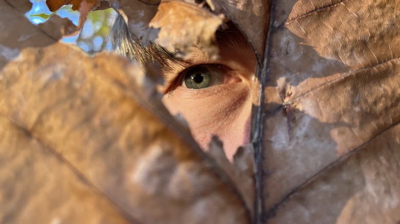 Eye peeking through a large leaf