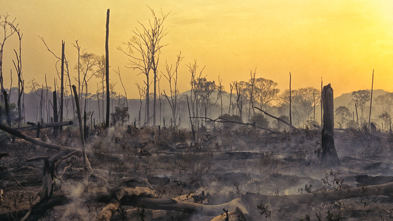 Deforestation, habitat loss, and burned trees