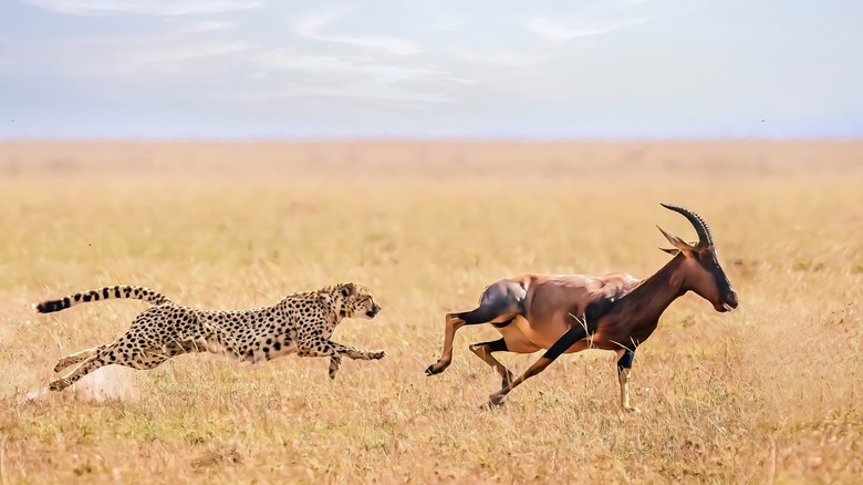 Cheetah chasing a topi