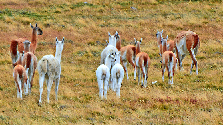 Wild guanacos in a field