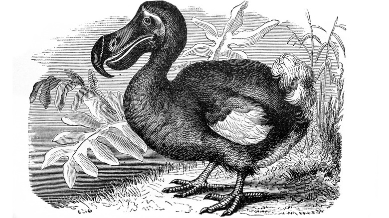 black and white illustration of a dodo bird