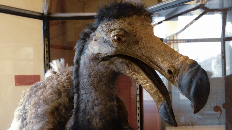 face of a preserved dodo bird