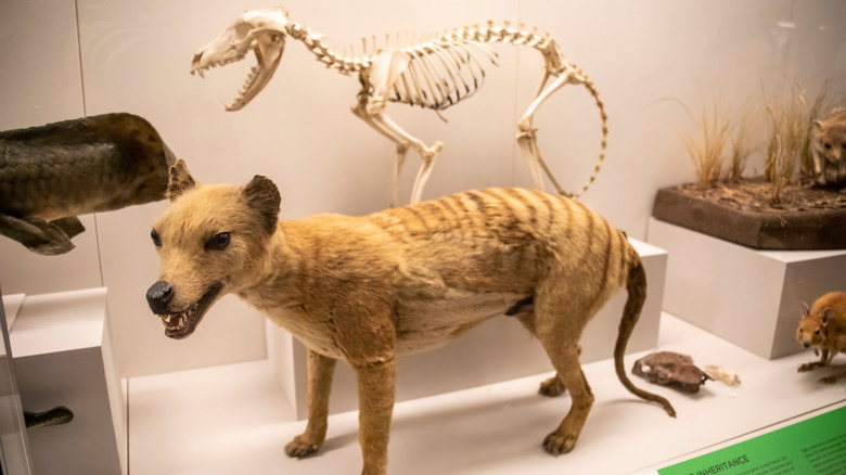 Tasmanian tiger museum specimen