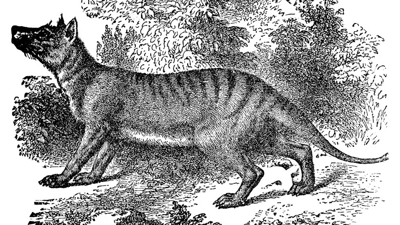 vintage illustration of Tasmanian tiger
