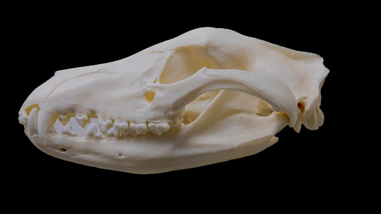 Thylacine skull replica