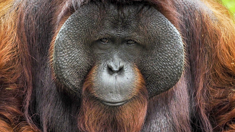 An orangutan's face is seen in closeup