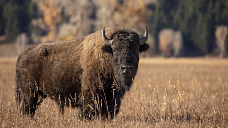 An American Bison in the Teton Valley