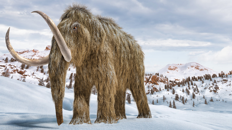 Illustration of wooly mammoth during the Ice Age