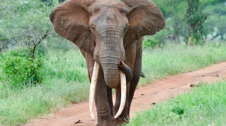 Solitary elephant with very large tusks