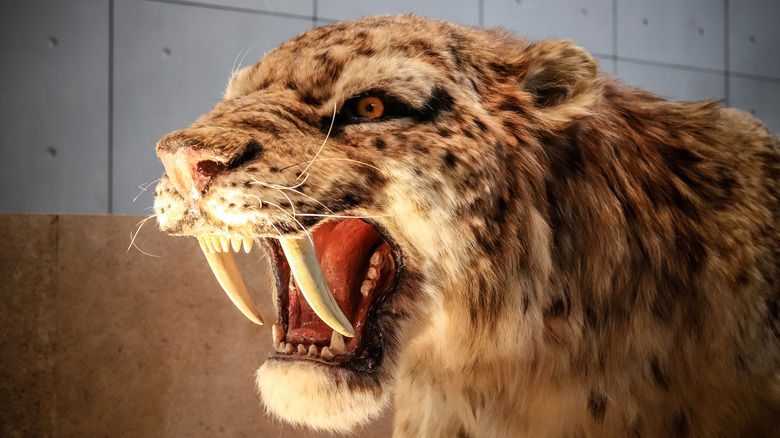 Replica of saber tooth tiger