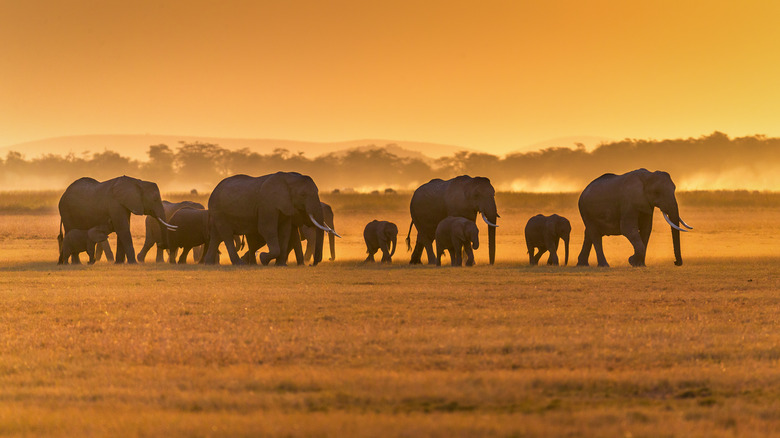 Elephants in Amboseli at sunset