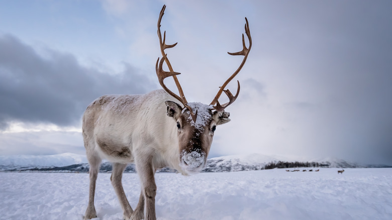 Close up of reindeer with large antlers