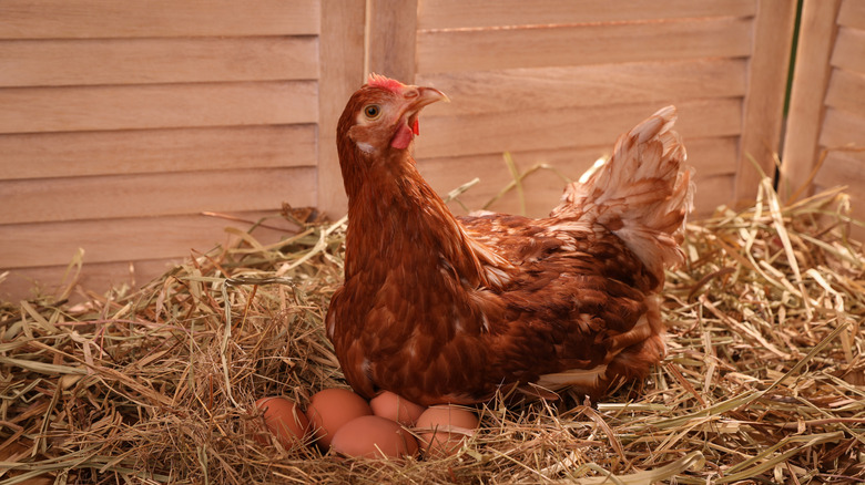 Hen on nest surrounding by eggs