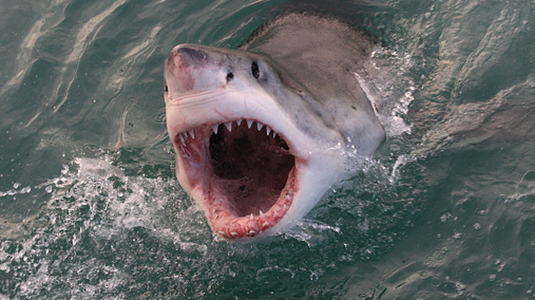 Great white shark breaching water, mouth open