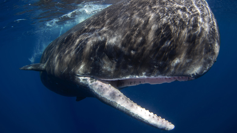 Sperm whale near ocean surface with mouth open, exposing nubbed teeth