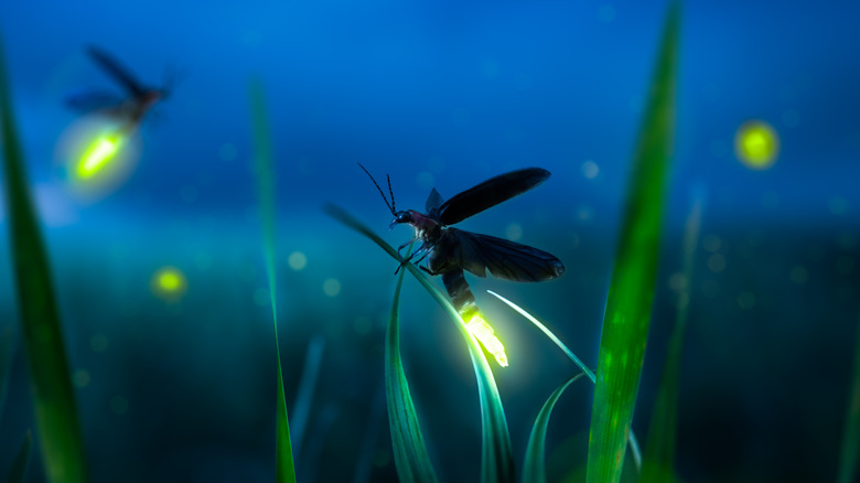 Glowing lightning bug landing on a blade of grass with other lightning bugs blurred in the background