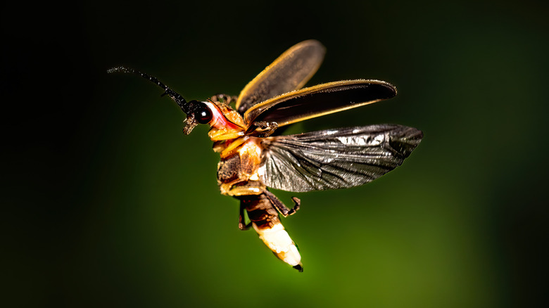 Close-up of a glowing firefly