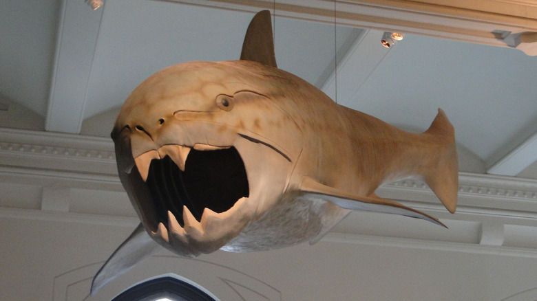 A model of a Dunkleosteus terrelli is shown hanging from a museum ceiling