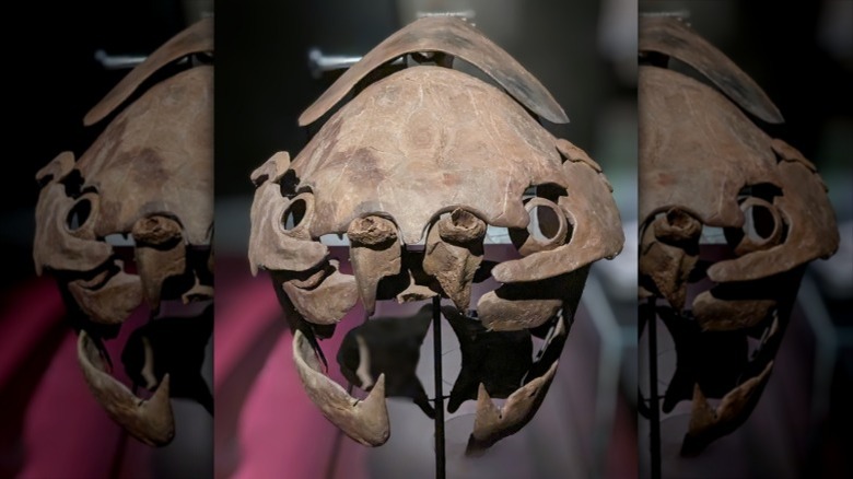 The skeletal head of a Dunkleosteus is shown on display in a museum