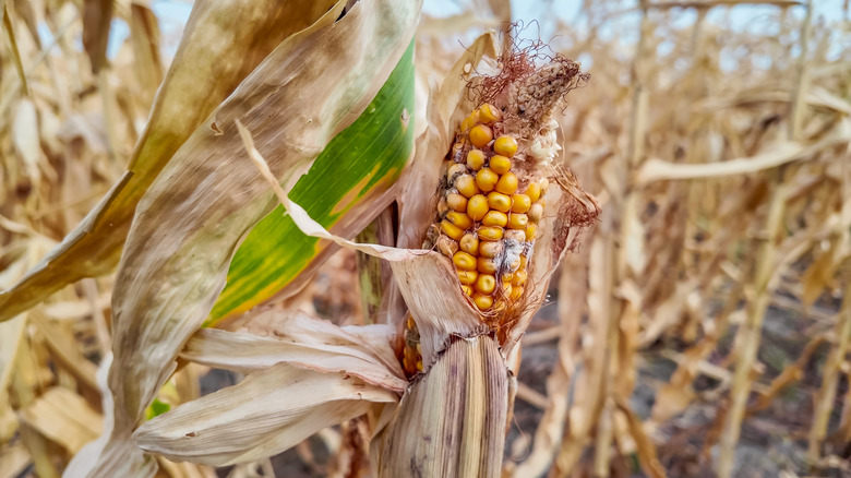 Drought affected corn stalks