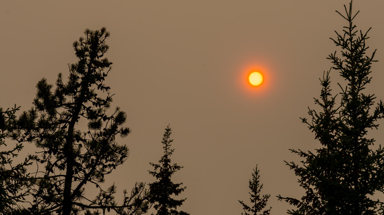Hazy sky at sunset with trees in foreground