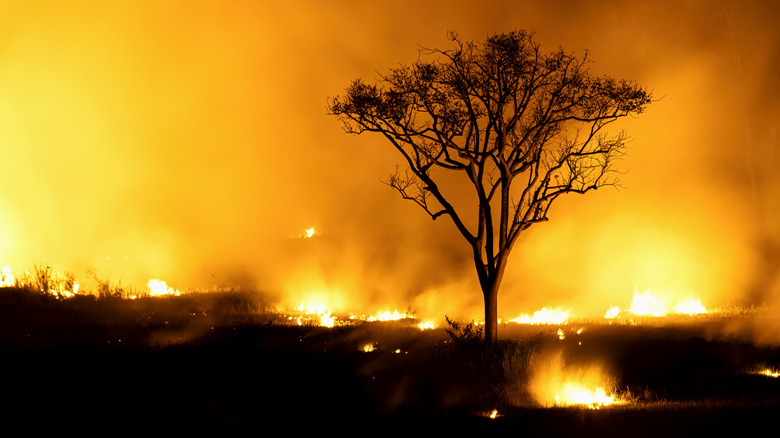 A tree standing with a wildfire in background