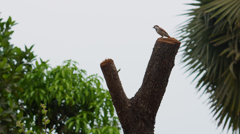 A bird standing on top of a cut tree