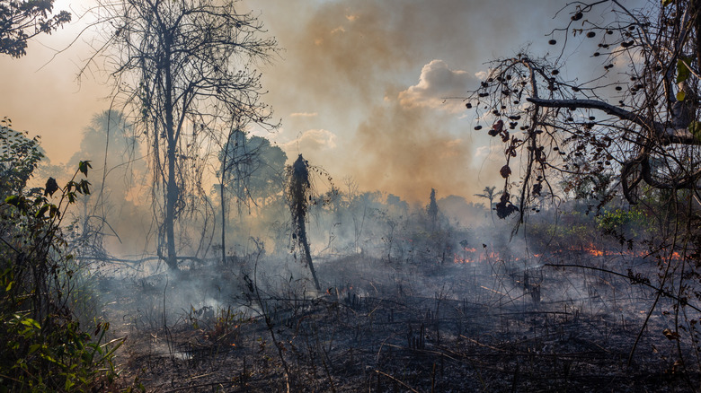 Deforestation fire