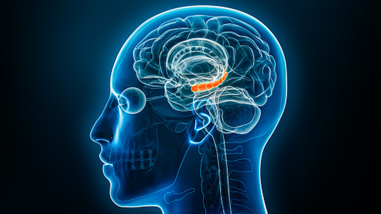 illustration of the hippocampus within the brain