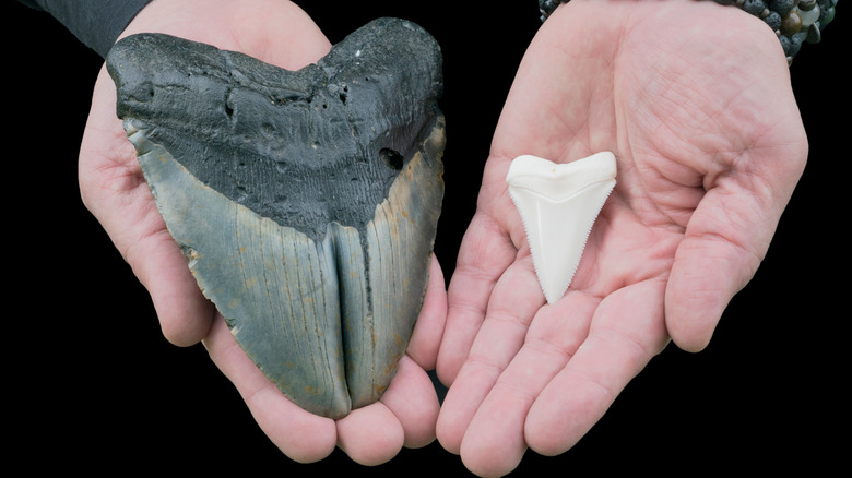 A O. megalodon tooth is held in one hand, while a great white shark's tooth is held in the other.