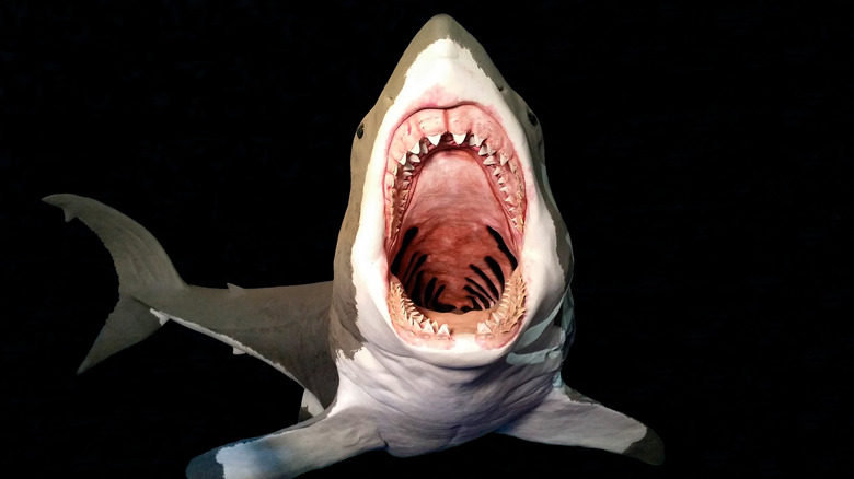 A 3-D depiction of an O. megalodon opening its mouth.
