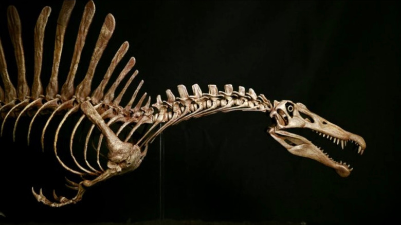 Fossil skeleton of a Spinosaurus in a museum