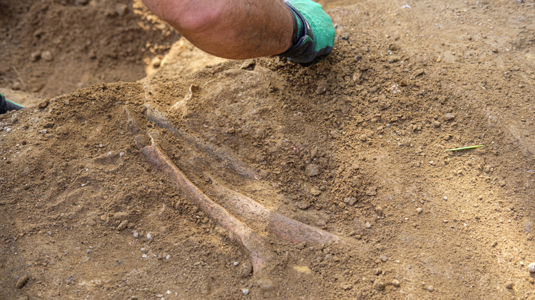 Archeological dig site with an exposed fossil bone