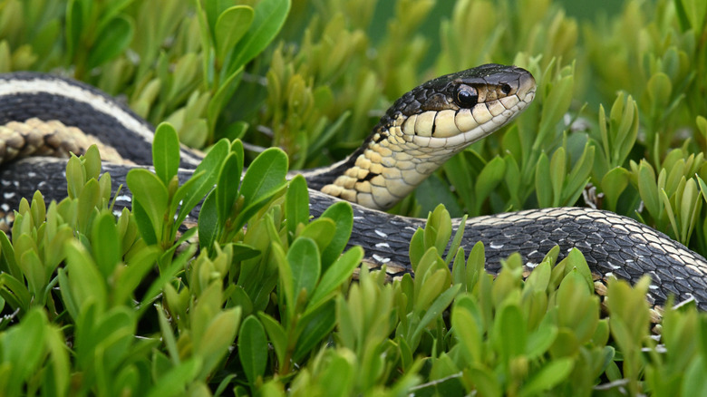 Garter snake lying on top of a hedge