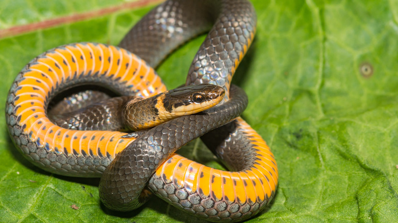 Ringneck snake with dark brown body, yellow ring around its neck, and yellow belly.