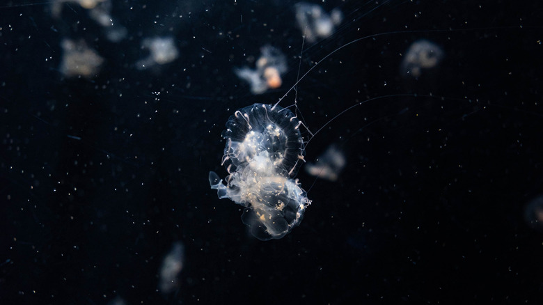 Jellyfish larvae swimming in the deep sea
