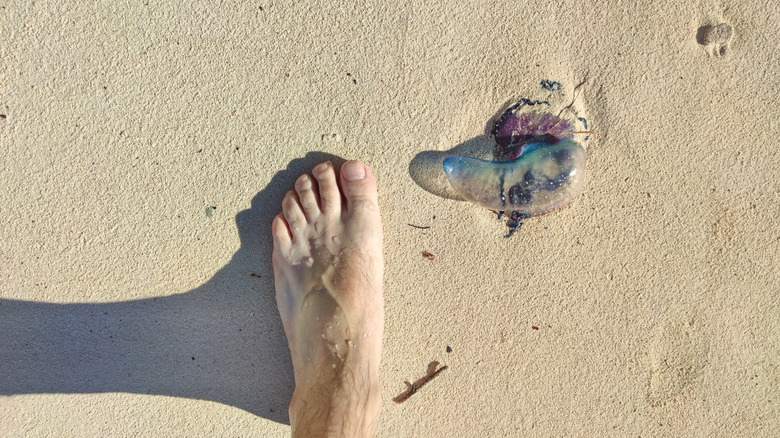 Portuguese man-of-war washed up on a beach next to a foot