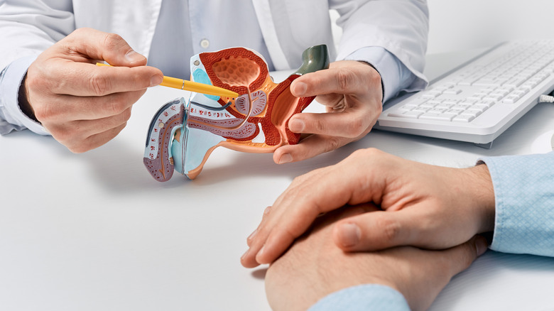 Doctor using anatomical model to discuss prostate cancer with a patient