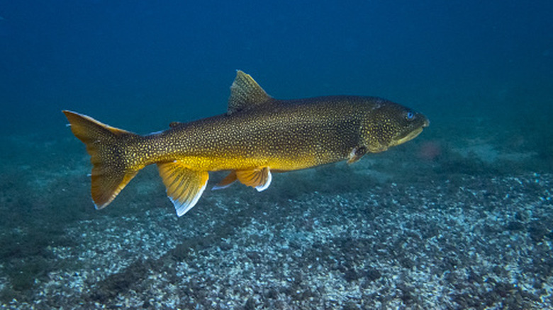lake trout in Lake Michigan