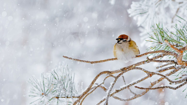 A sparrow rests on snow-covered pine branches