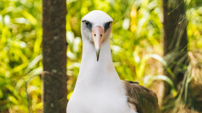 A Laysan albatross looking directly into camera among leaves