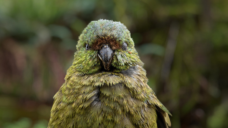 A close-up view of a kakapo against a blurry green background