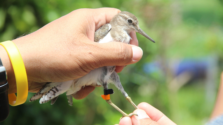 A man's hands hold a little bird with a band on its leg