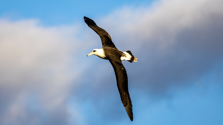 A Laysan albatross flies against a blue and cloudy sky