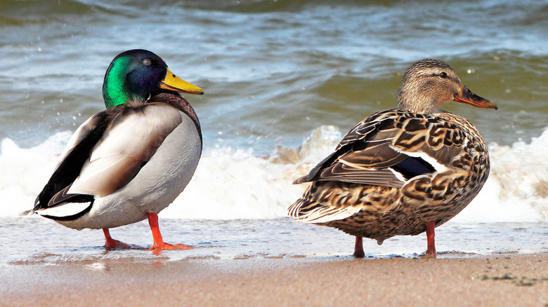 male and female mallard ducks on a beach