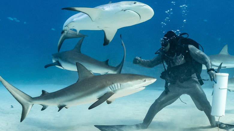 Caribbean reef sharks circle a diver