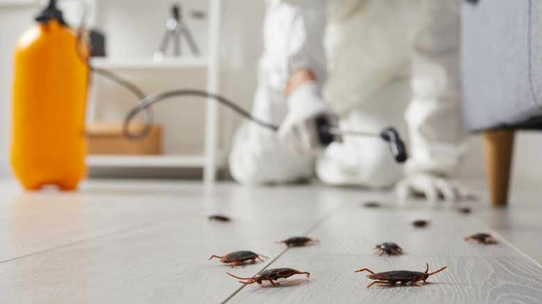 Cockroaches in focus near furniture as a blurred exterminator prepares to spray them