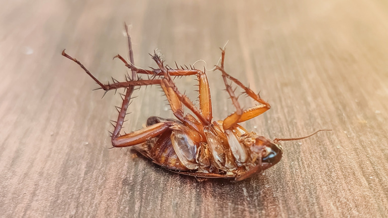 A cockroach dead on its back
