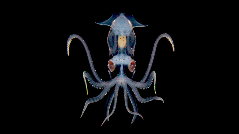 A mostly transparent squid deep underwater